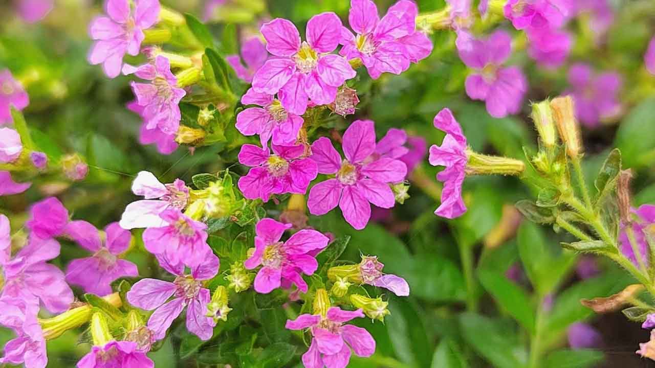 萼距花