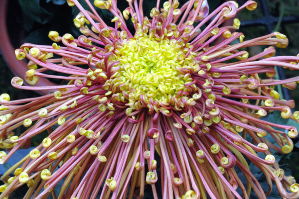 菊花