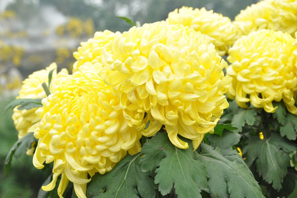 菊花