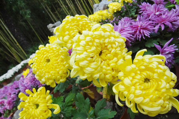 菊花