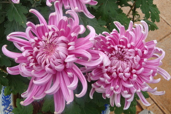 菊花