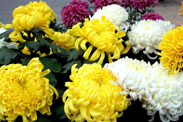 菊花