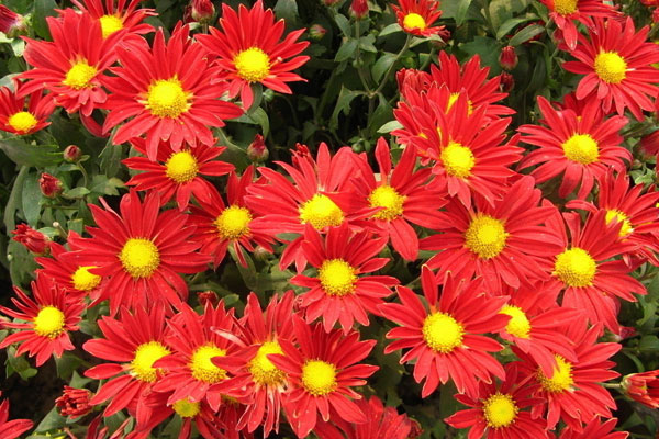 菊花