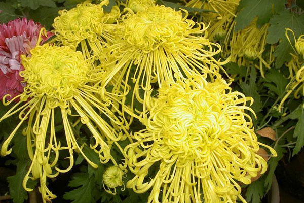 菊花