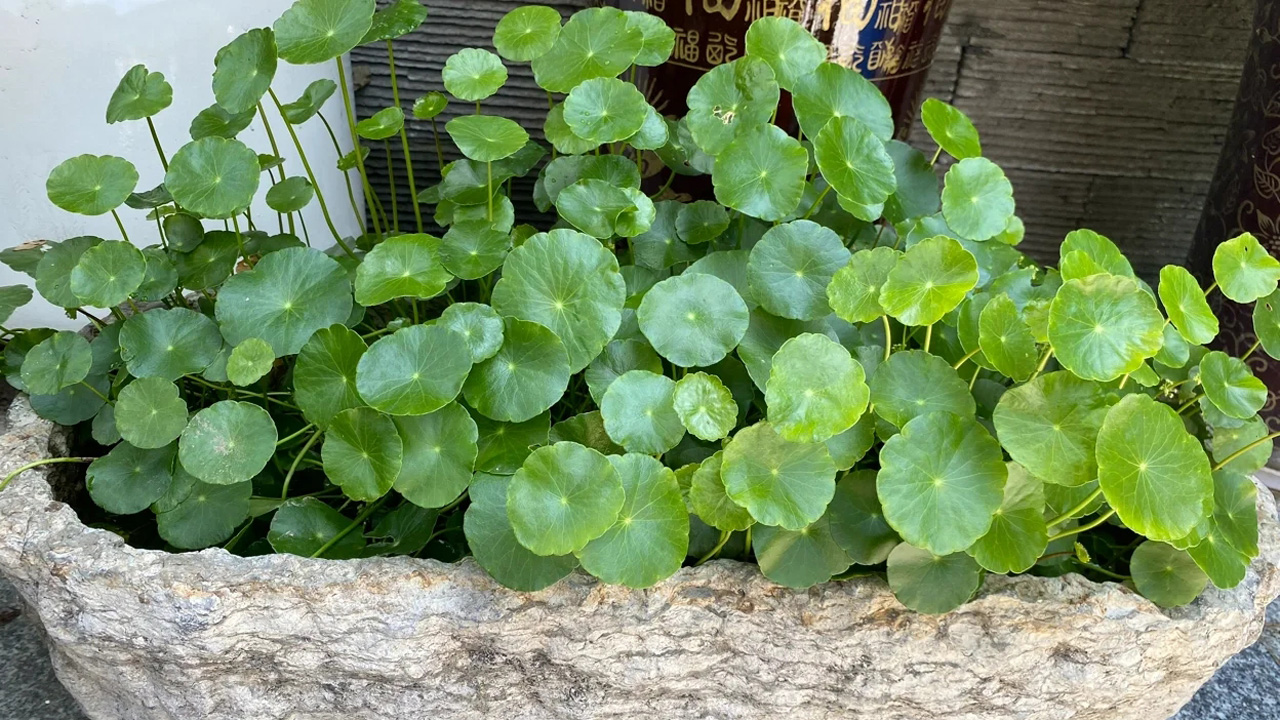 野天胡荽