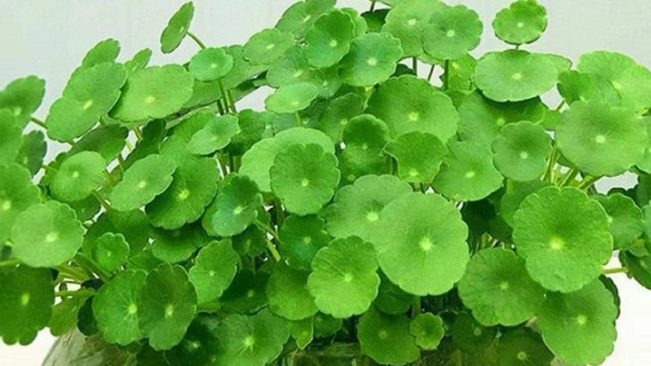 野天胡荽
