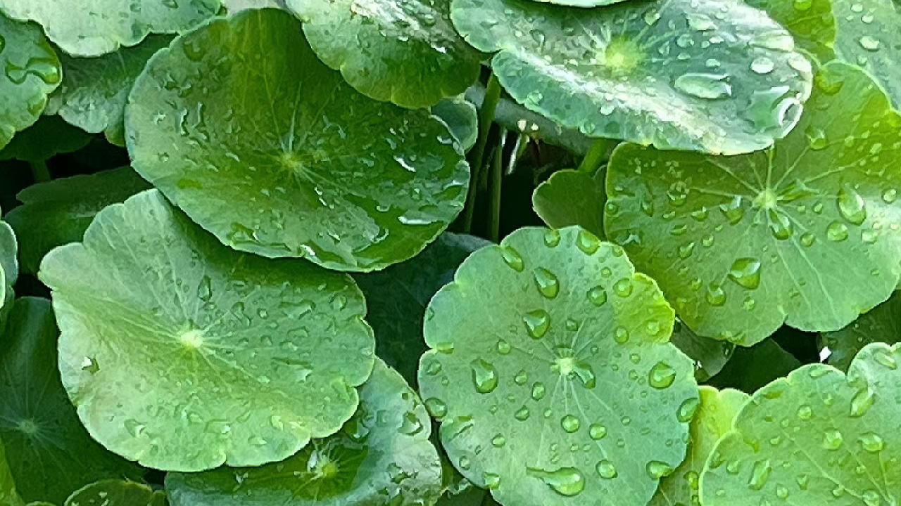 野天胡荽