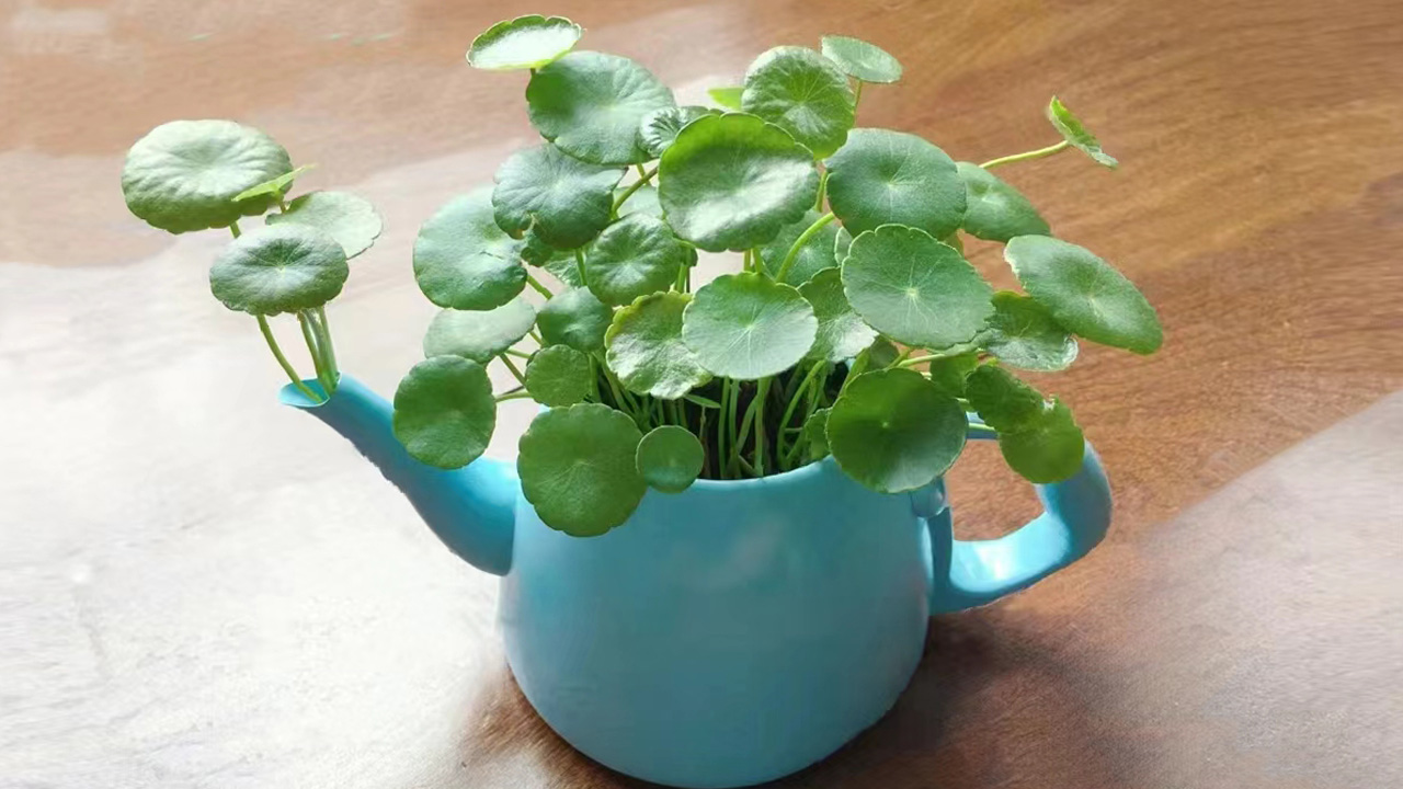野天胡荽