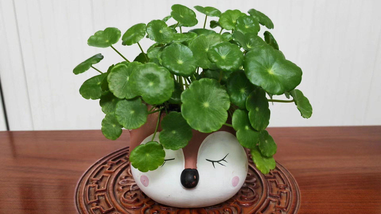 野天胡荽