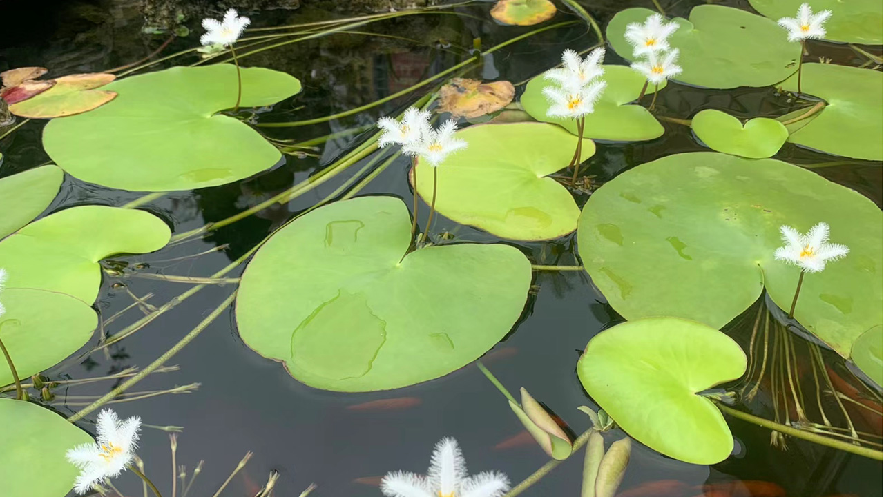 金银莲花