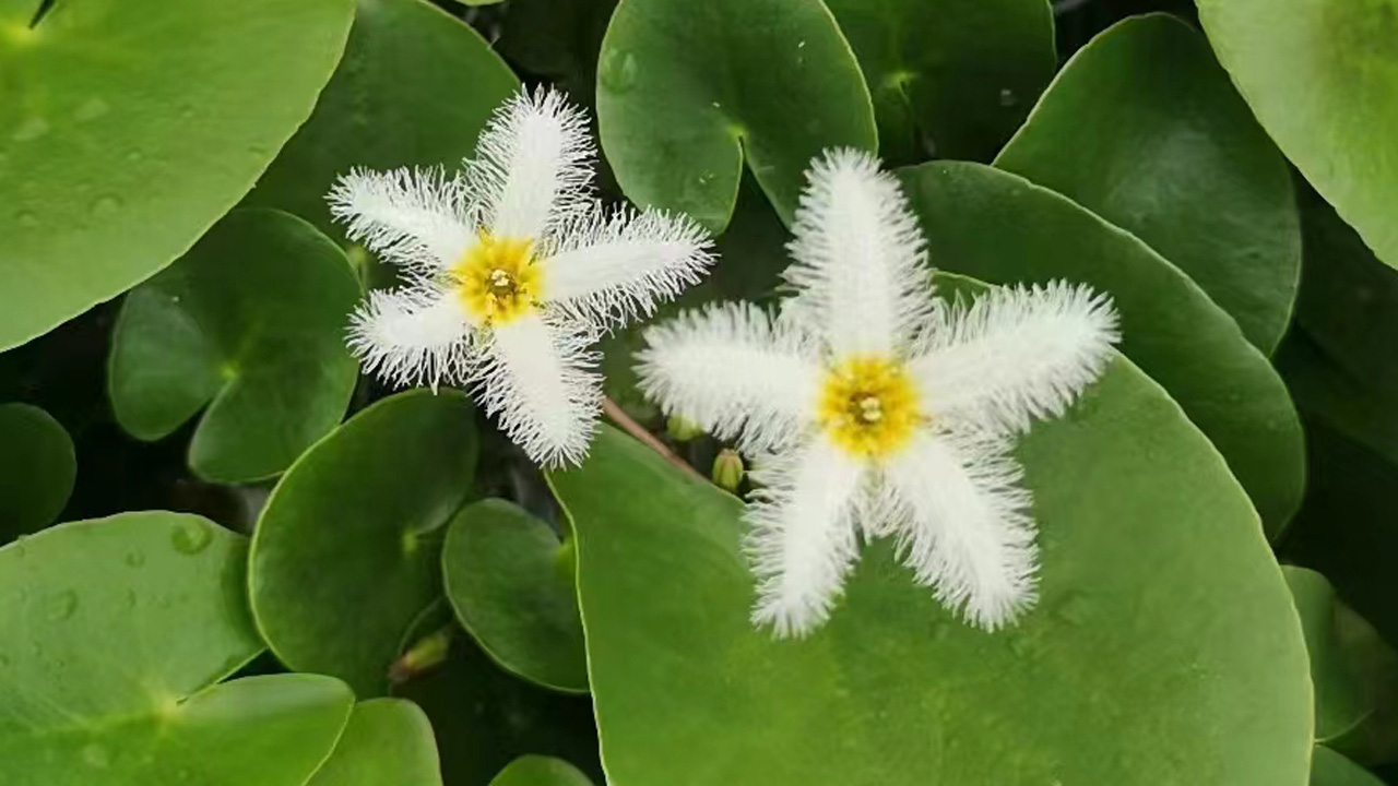 金银莲花