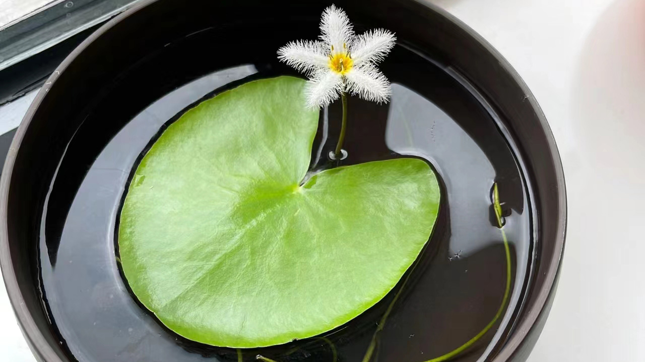 金银莲花
