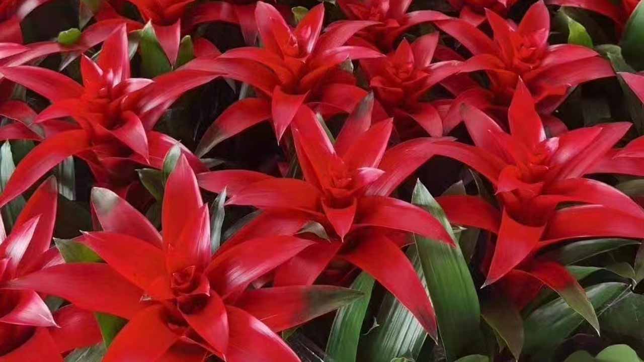 星花凤梨