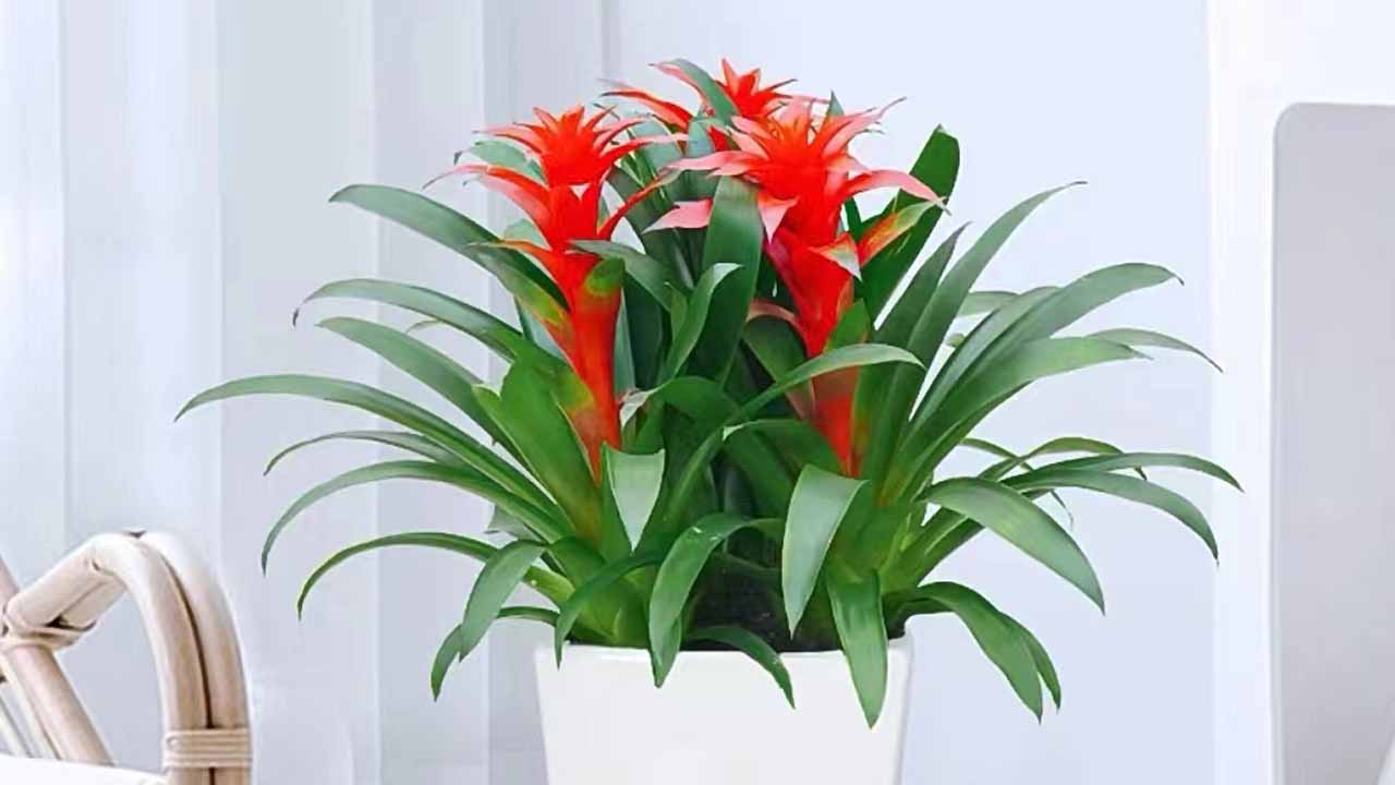 星花凤梨
