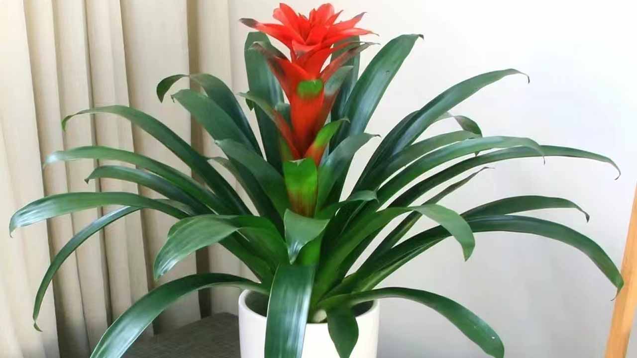 星花凤梨