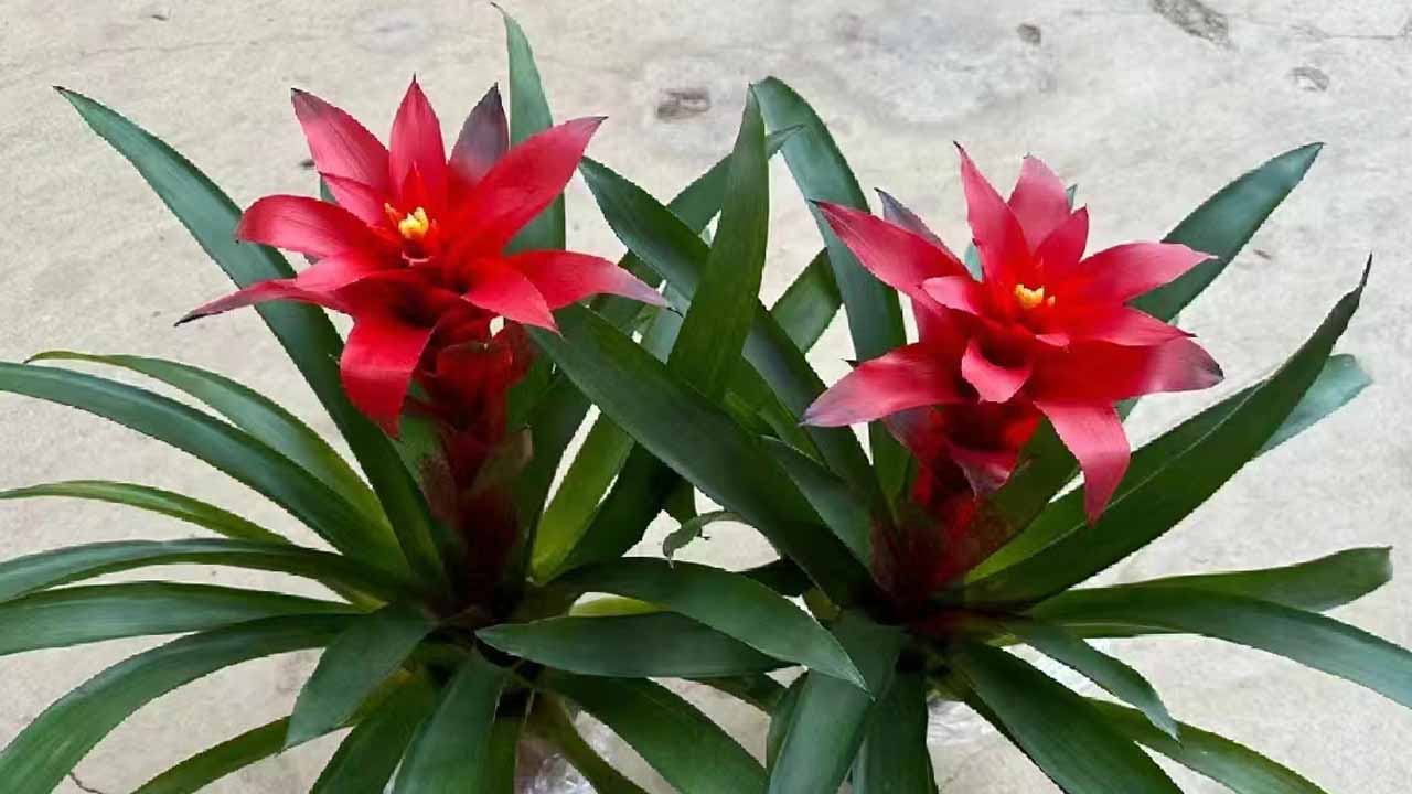 星花凤梨