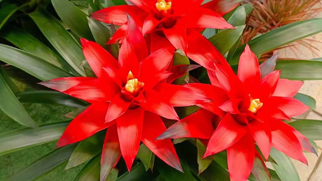 星花凤梨