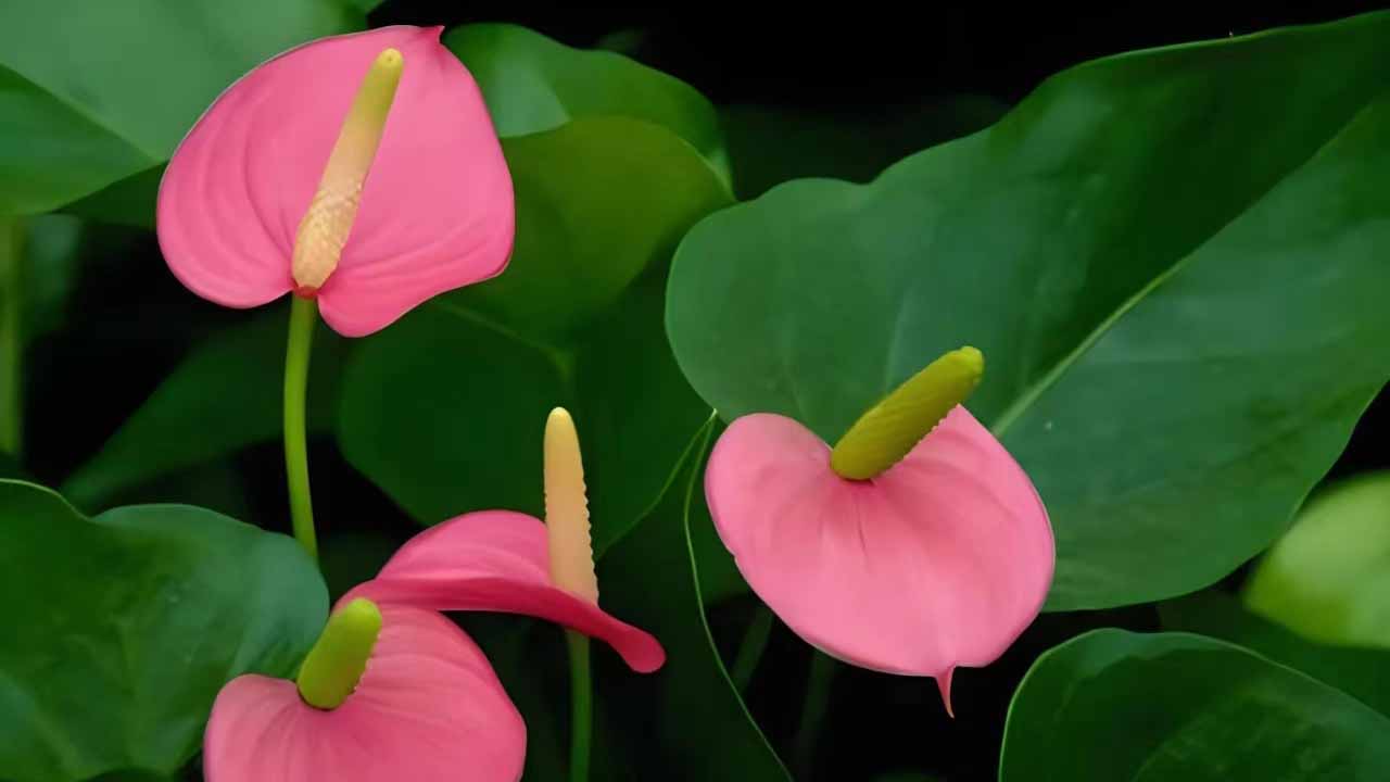 火鹤花