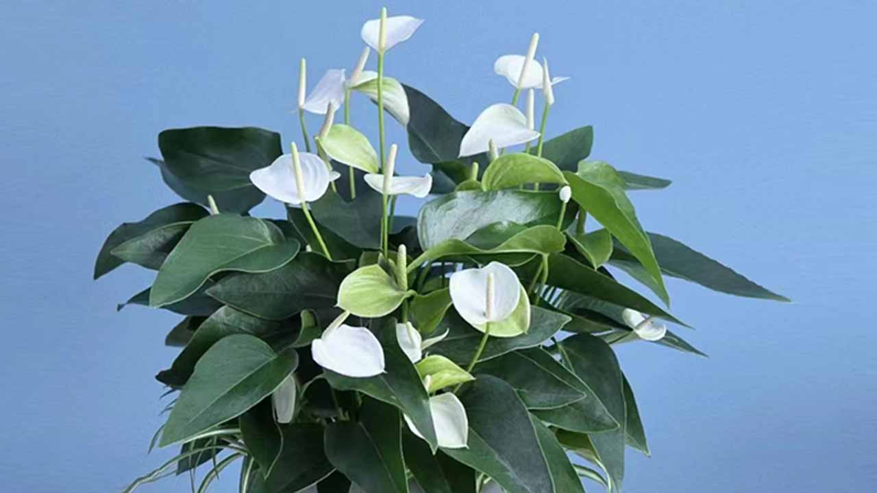 火鹤花