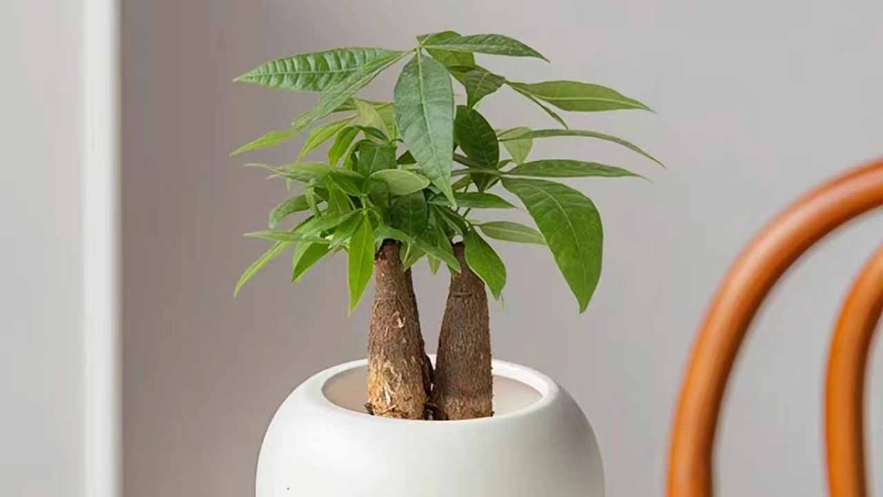 光瓜栗