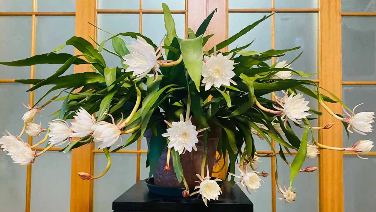 昙花
