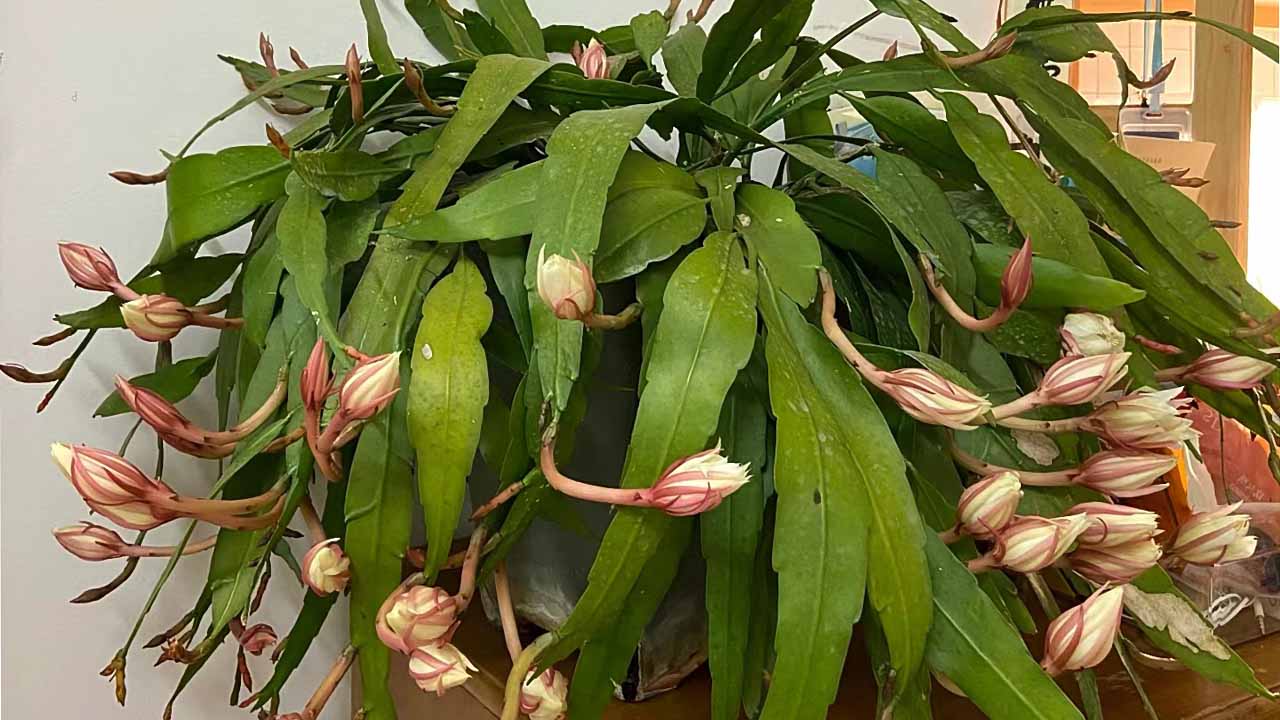 昙花
