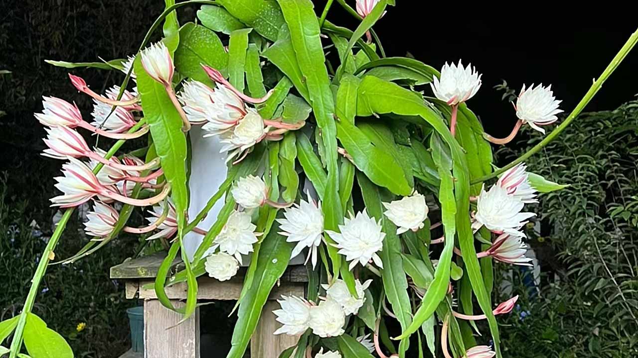 昙花