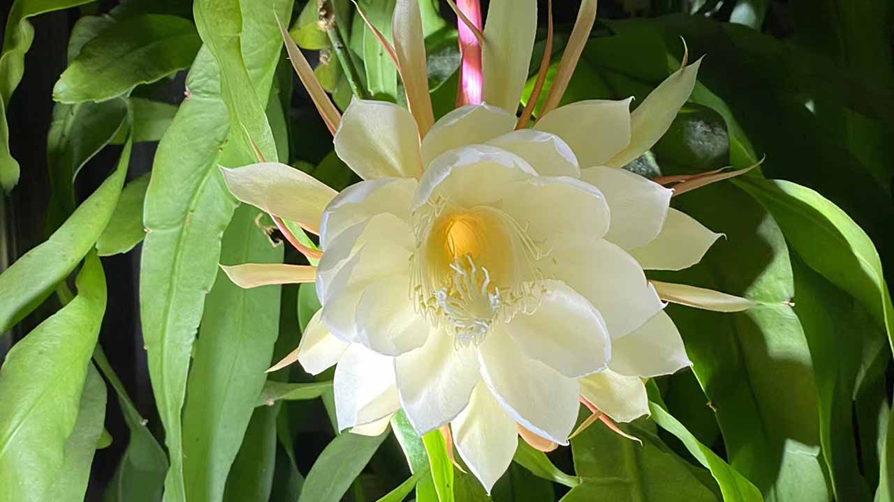 昙花