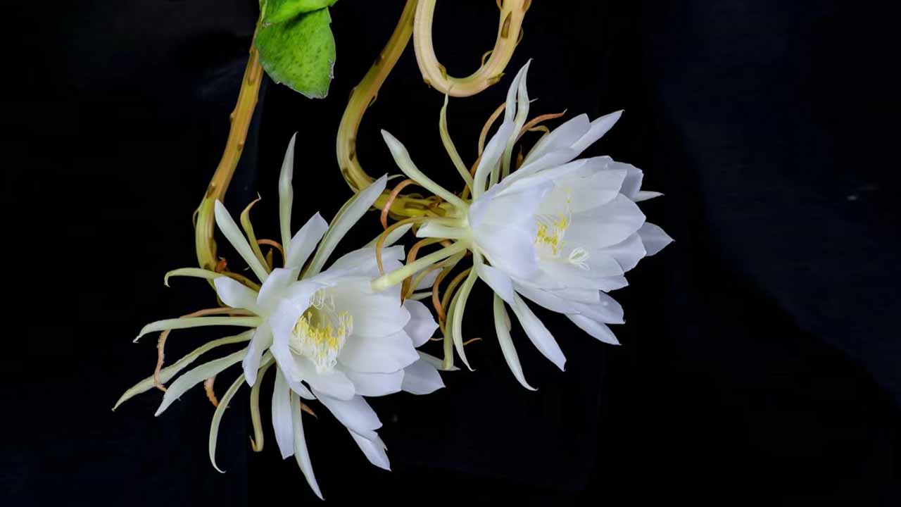 昙花