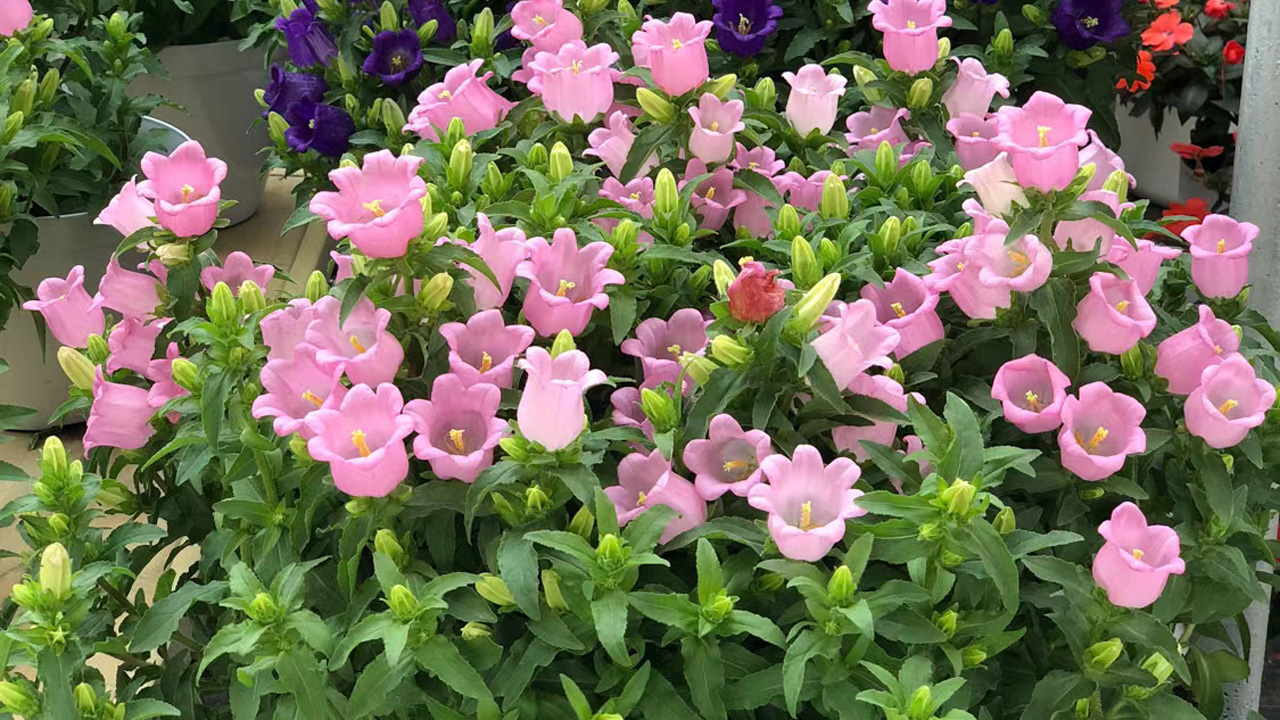 风铃草