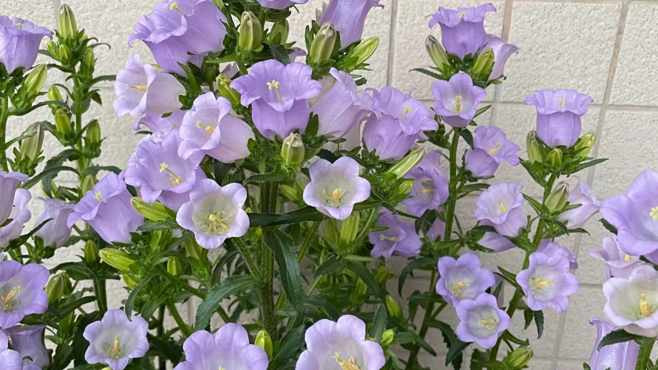 风铃草