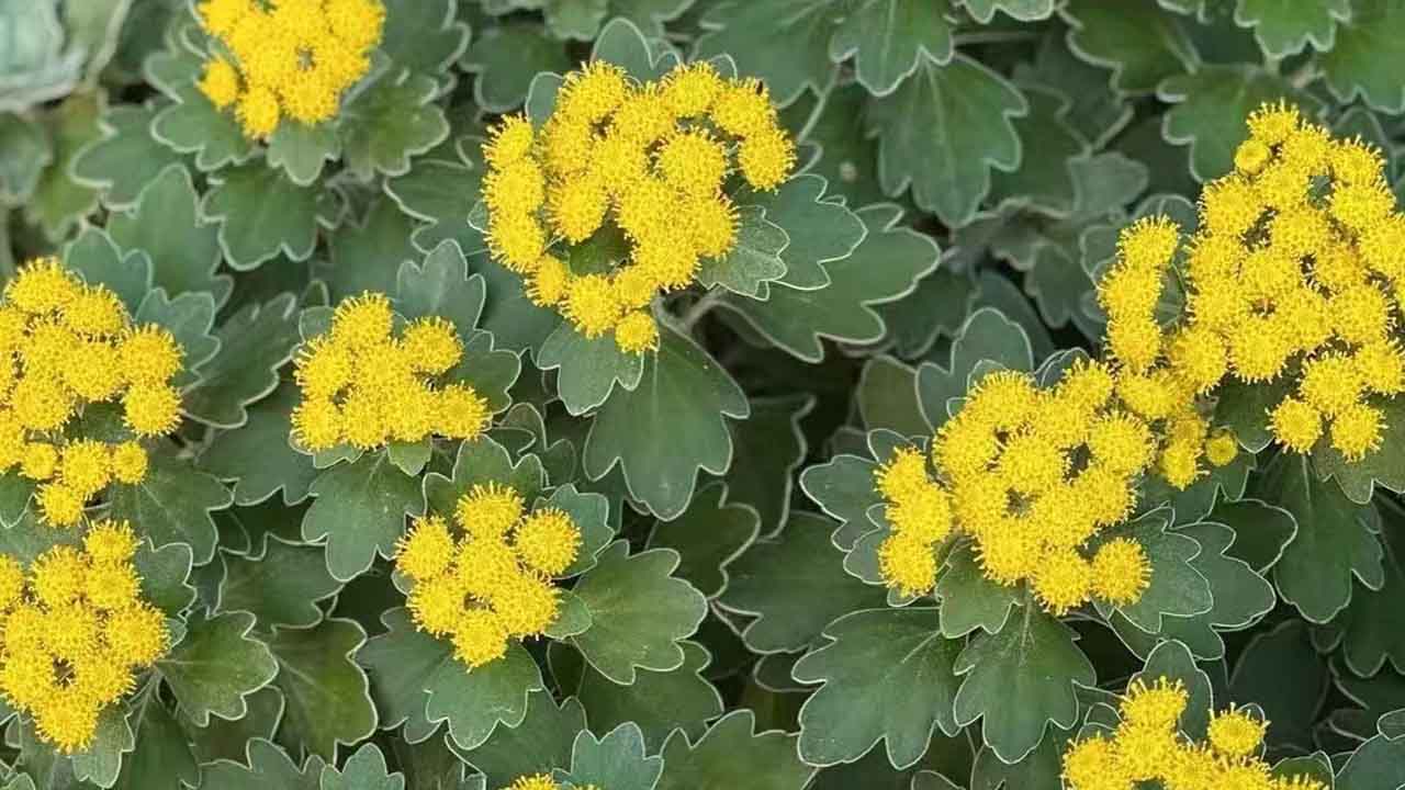 亚菊