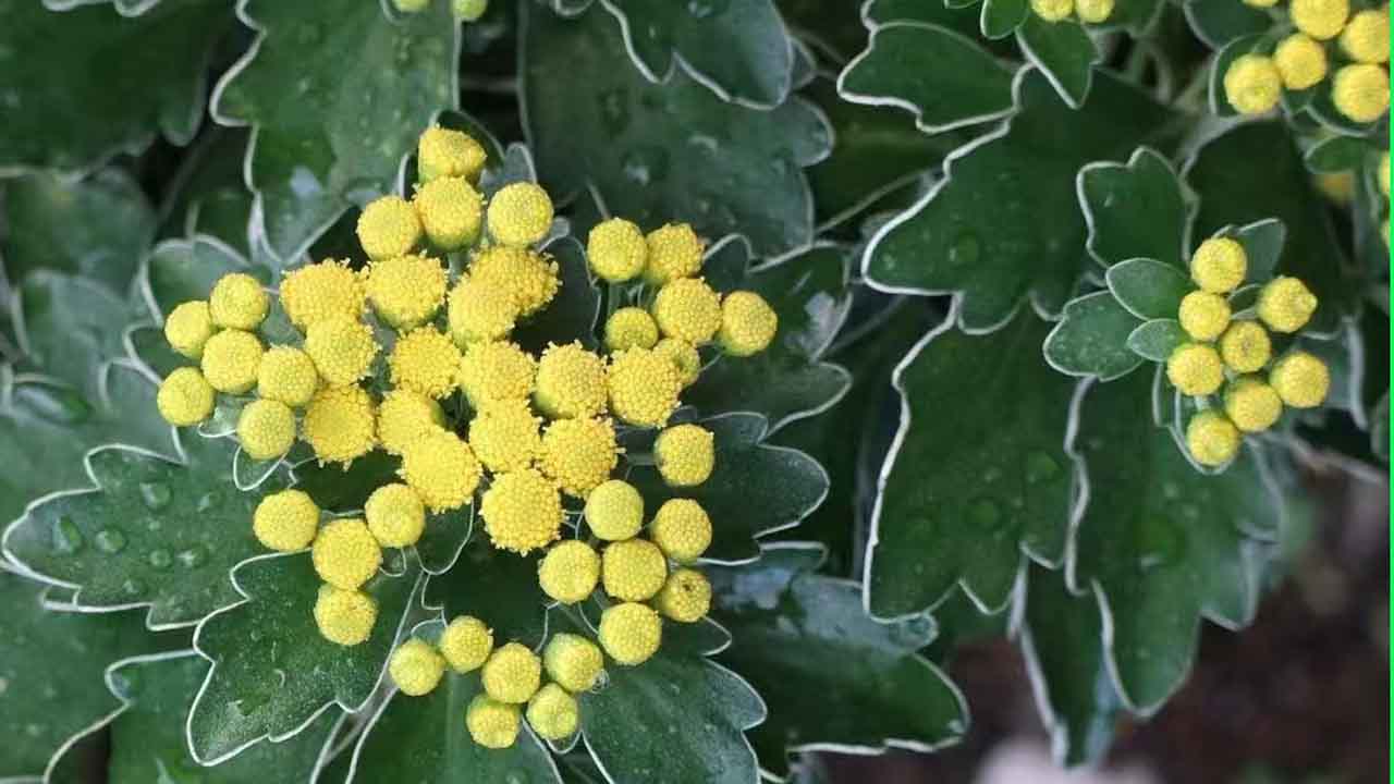 亚菊