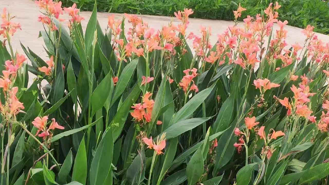 美人蕉
