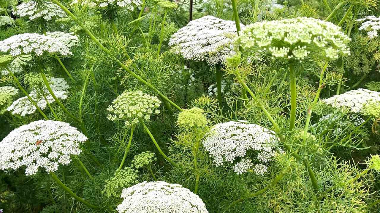 蕾丝花