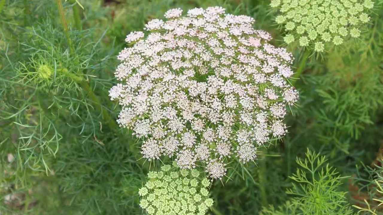 蕾丝花