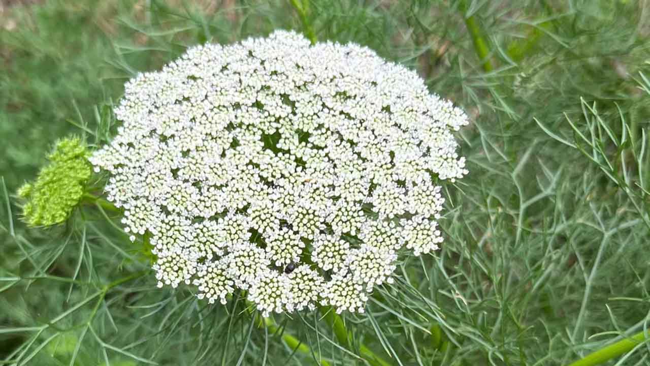 蕾丝花
