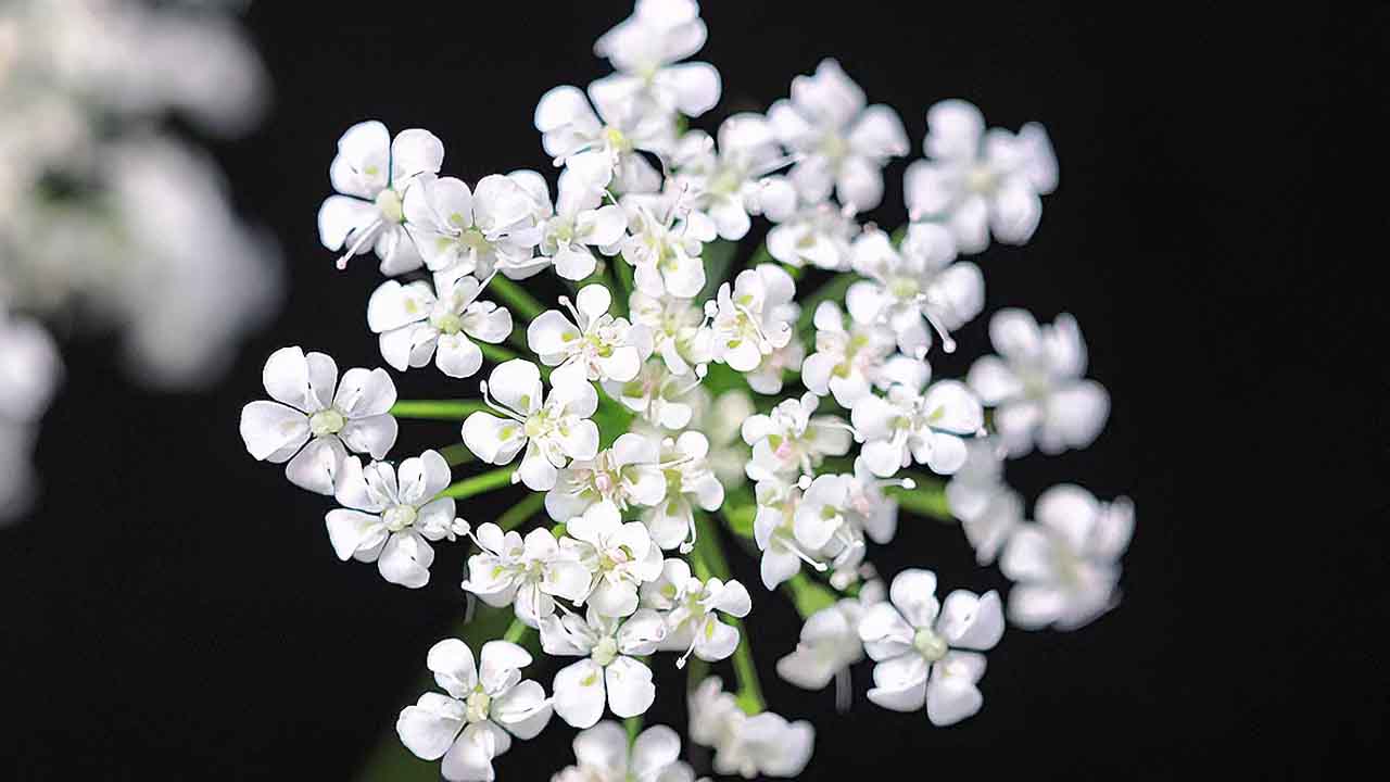 蕾丝花