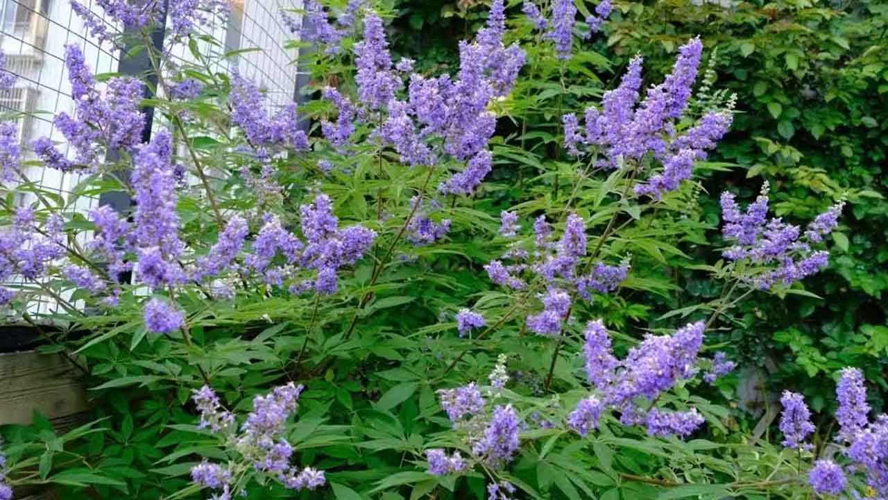 穗花牡荆