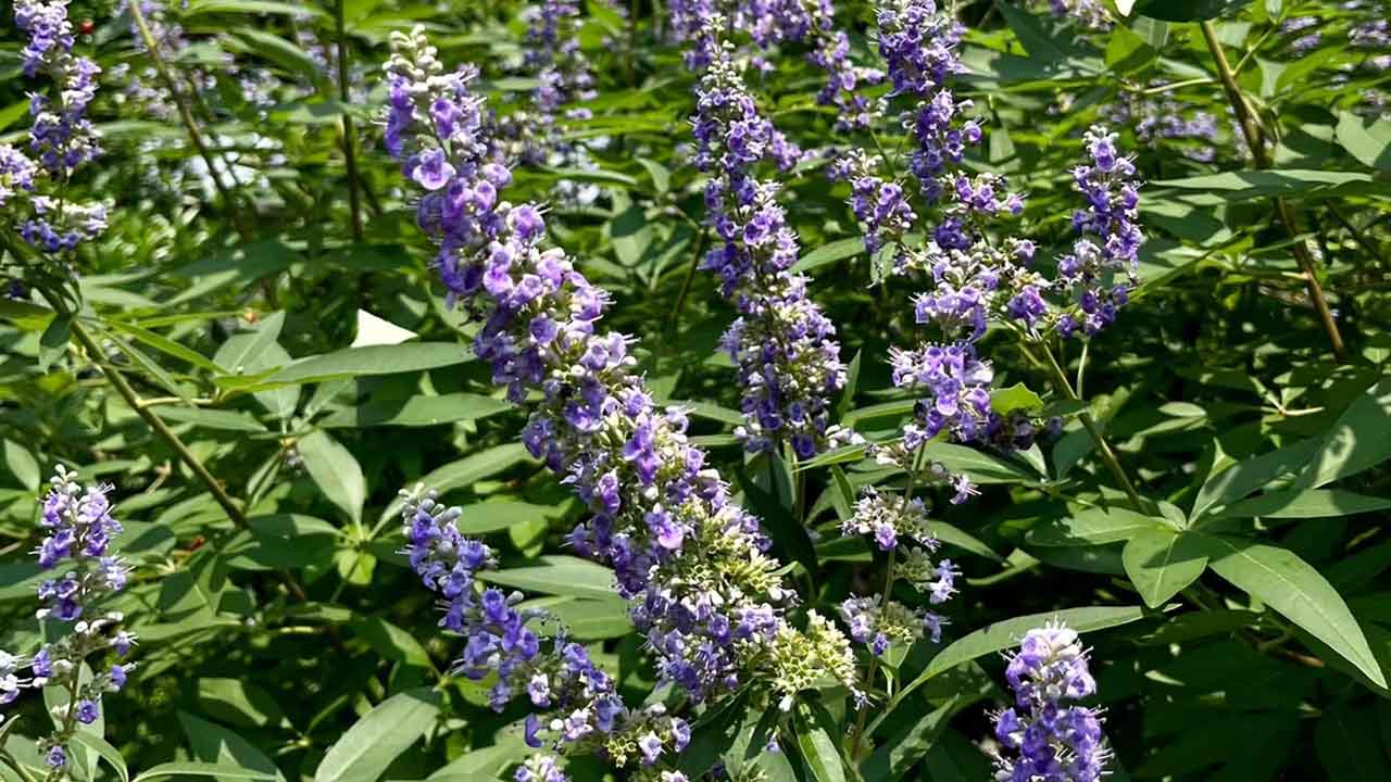 穗花牡荆