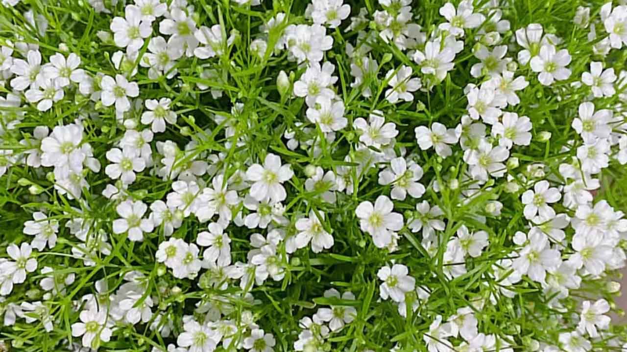 萼距花