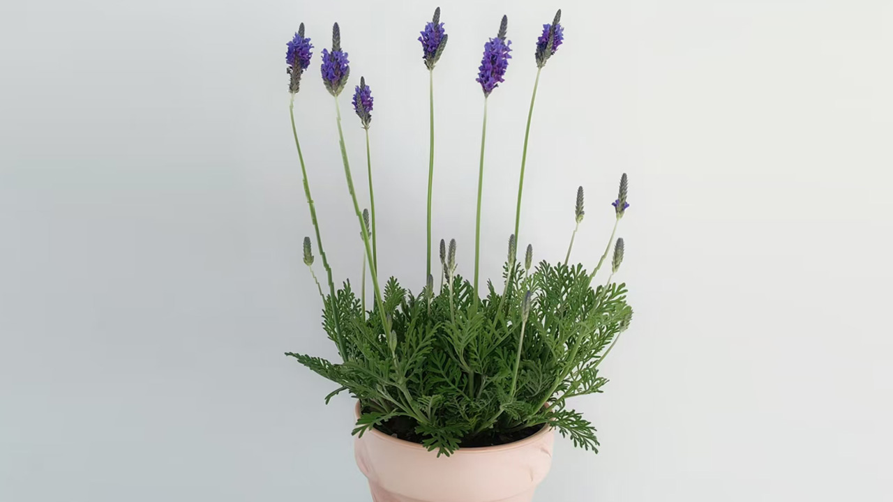 薰衣草
